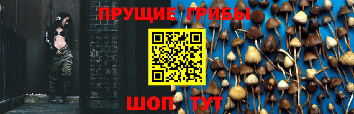 Курган  Псилоцибиновые грибы прущие грибы  где продают   Вход с VPN 
